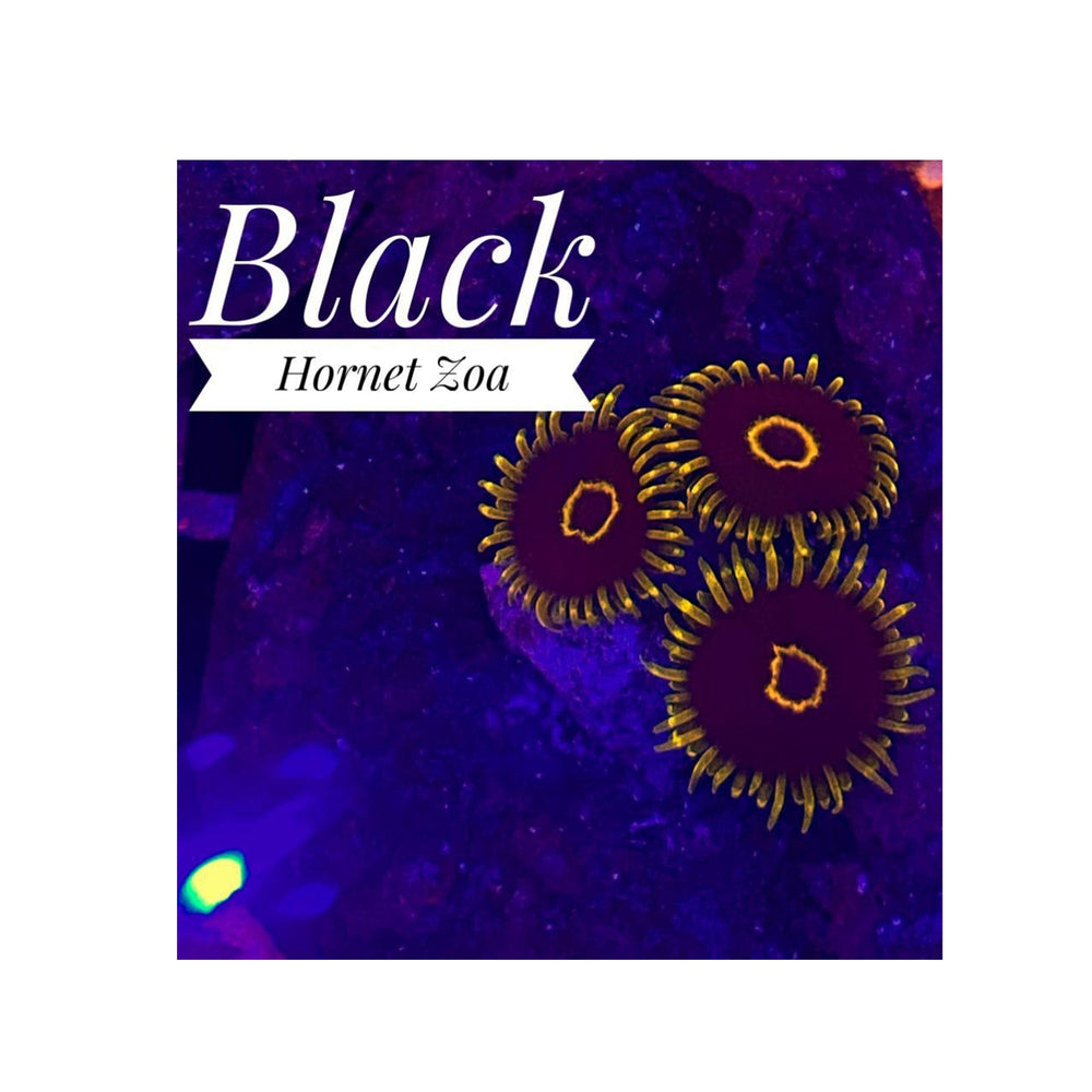 Black Hornet Zoanthids