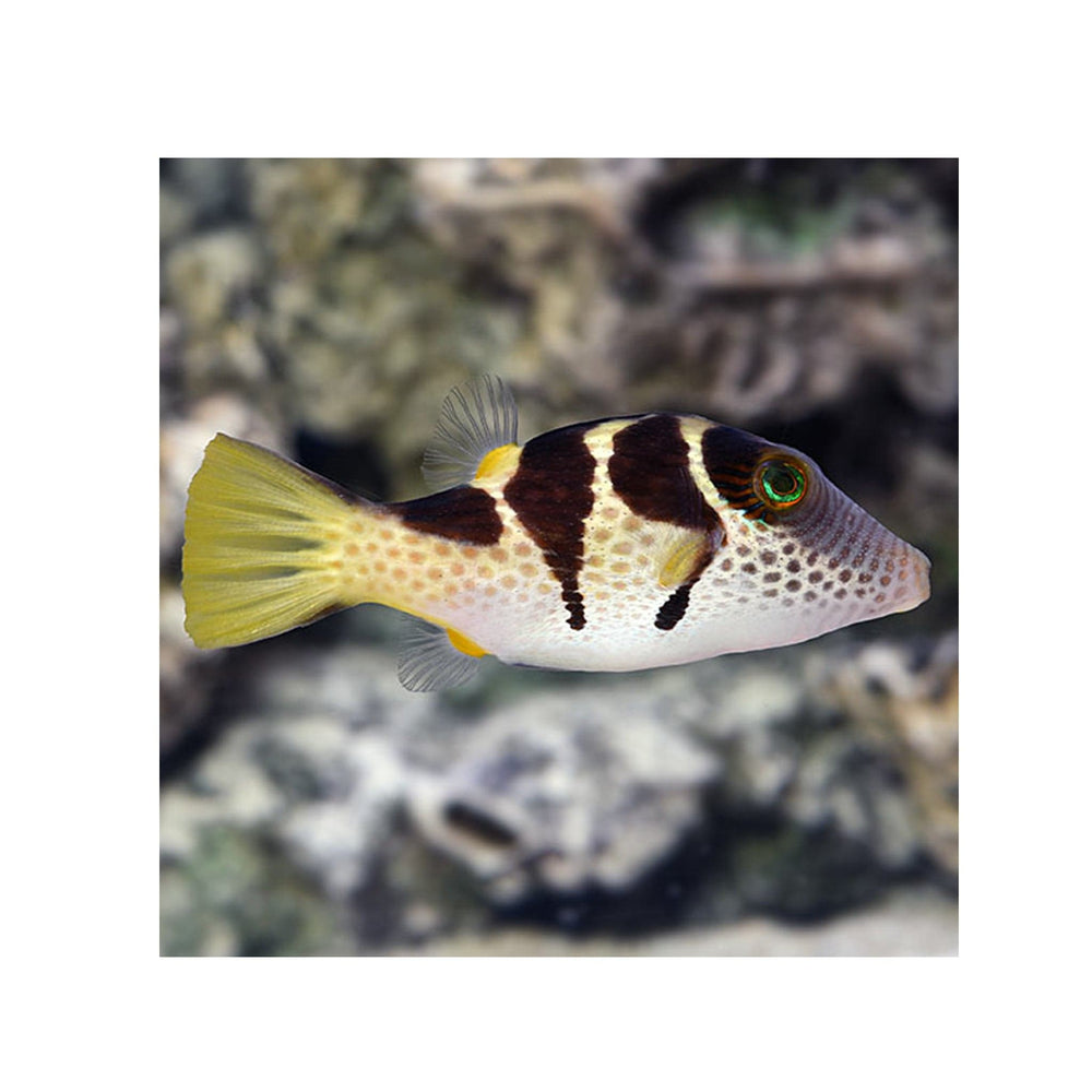 Saddle Valentini Puffer - (Canthigaster valentini)