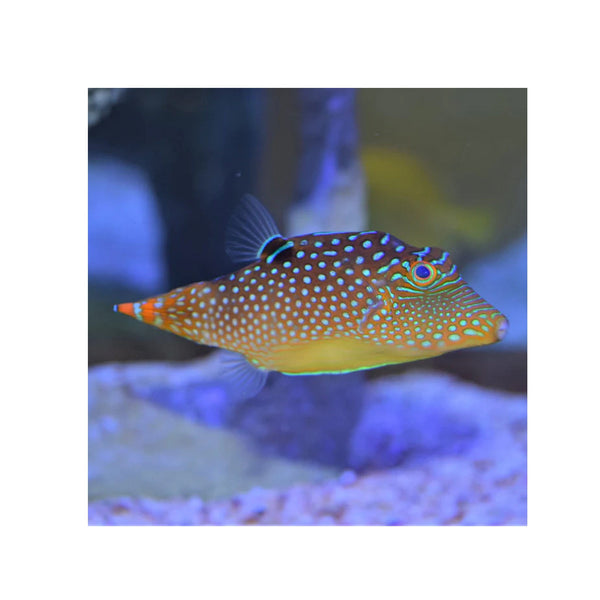 BPK LIVE STOCK Blue Spotted Puffer