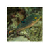 files/bpk-live-stock-blue-spotted-puffer-canthigaster-solandri-40388012245222.jpg