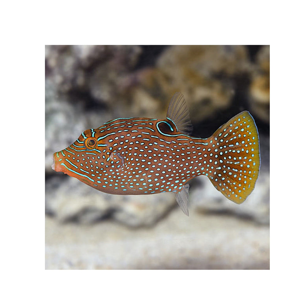 Blue Spotted Puffer - (Canthigaster solandri)