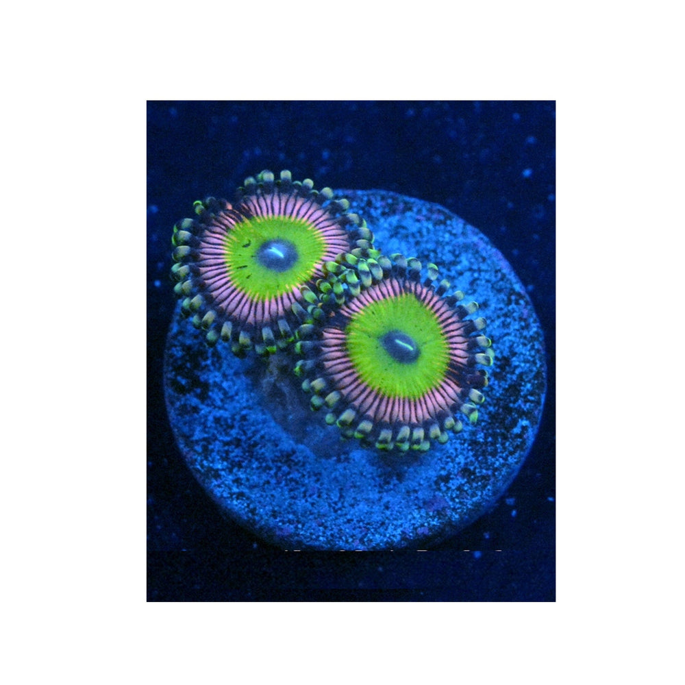 Candy Apple Pink Zoanthids