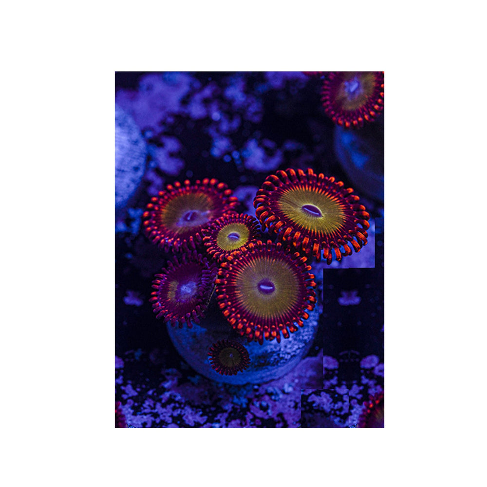 Candy Apple Red Zoanthids