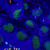 BPK LIVE STOCK Chili Pepper Montipora