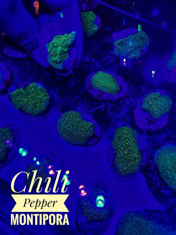 BPK LIVE STOCK Chili Pepper Montipora