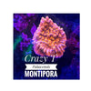 BPK LIVE STOCK Crazy T Montipora