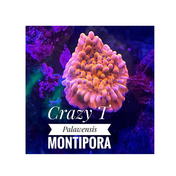 BPK LIVE STOCK Crazy T Montipora