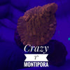 BPK LIVE STOCK Crazy T Montipora