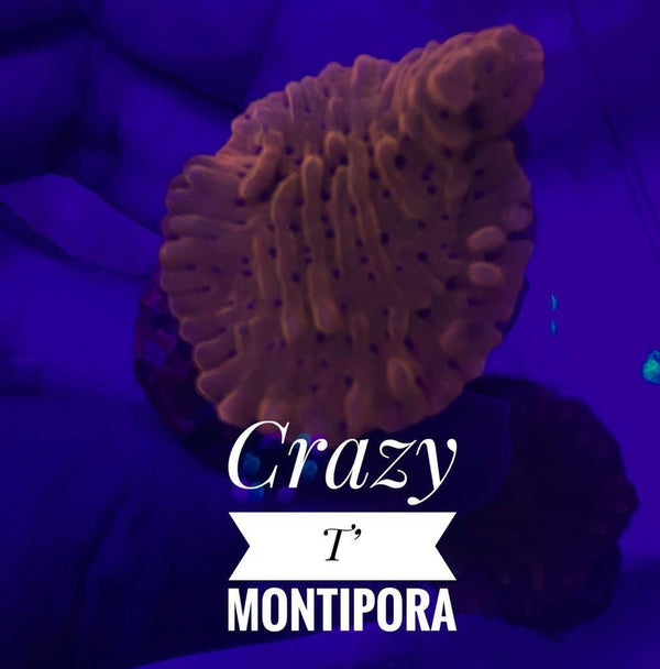 BPK LIVE STOCK Crazy T Montipora