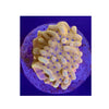 BPK LIVE STOCK Crazy T Montipora