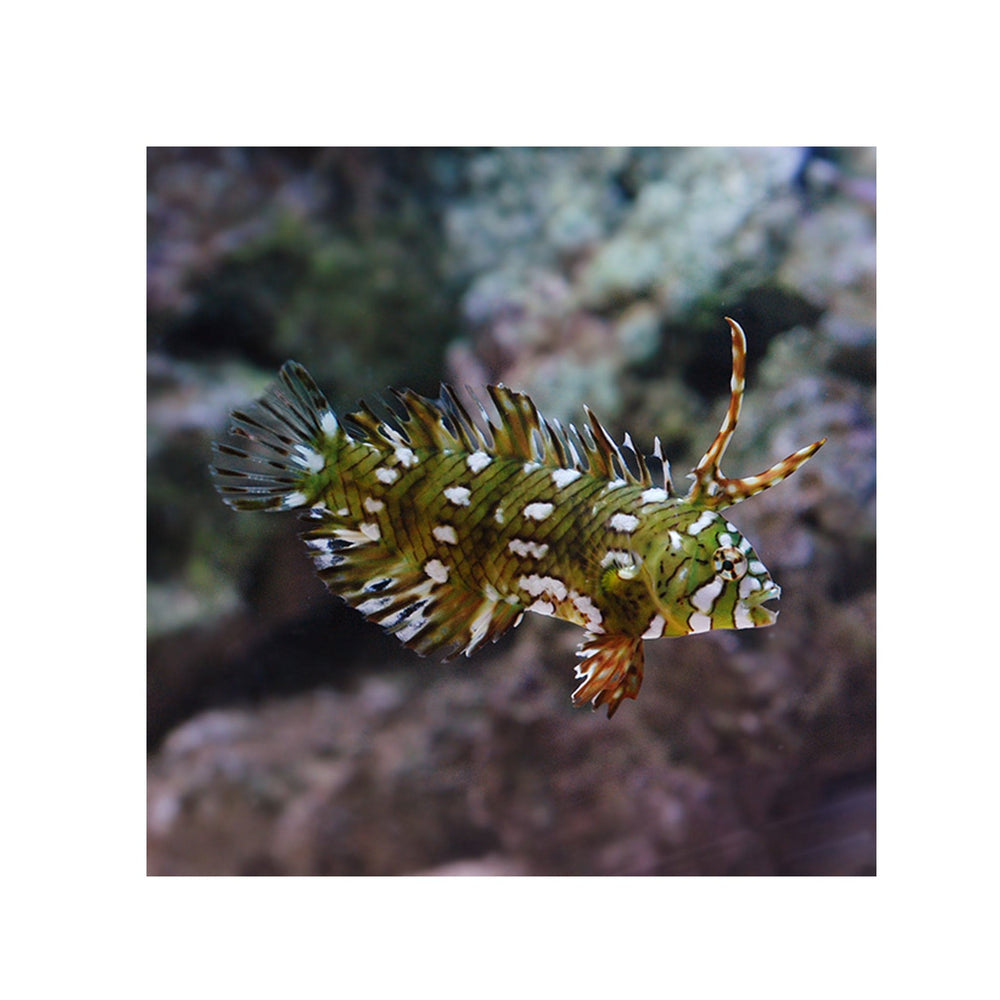 Dragon Wrasse - (Novaculichthys taeniourus)