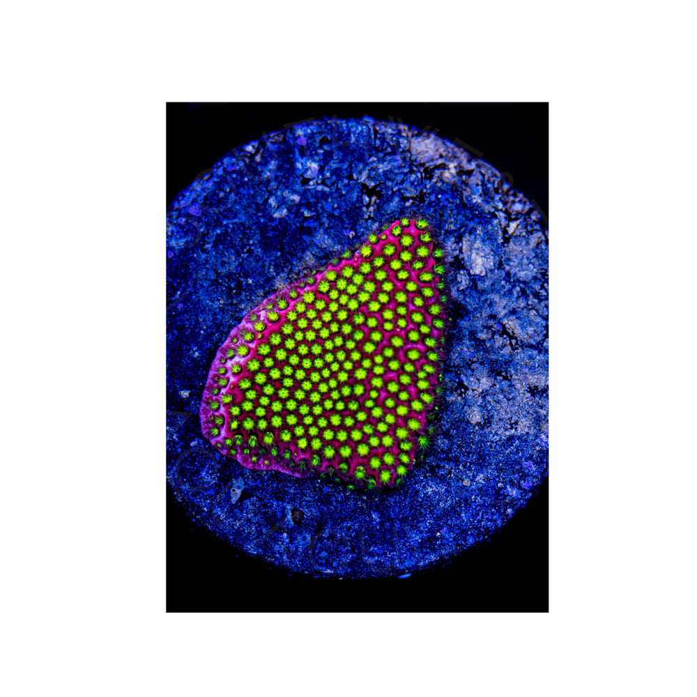 Electric Daisy Stylocoeniella