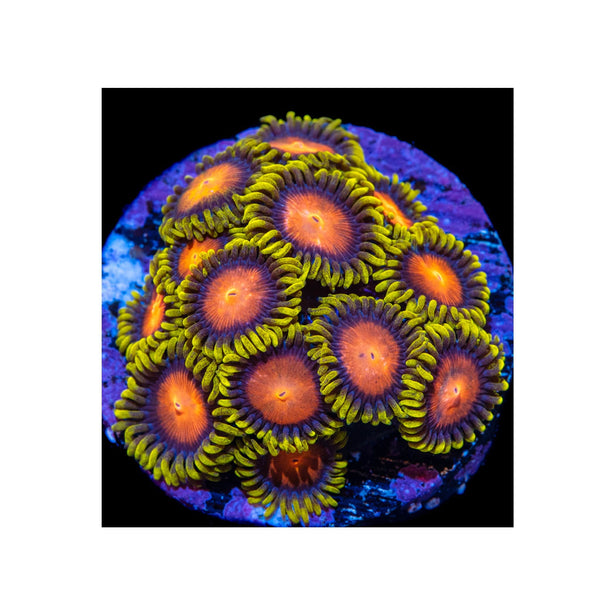 BPK LIVE STOCK Fiji Hyper Color Zoanthids