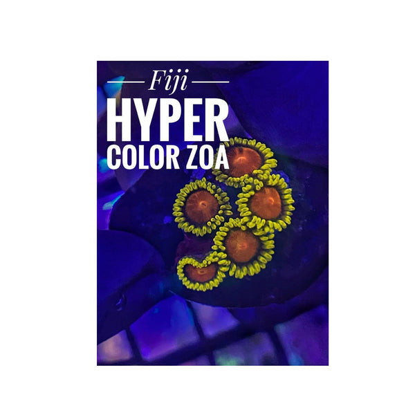 BPK LIVE STOCK Fiji Hyper Color Zoanthids