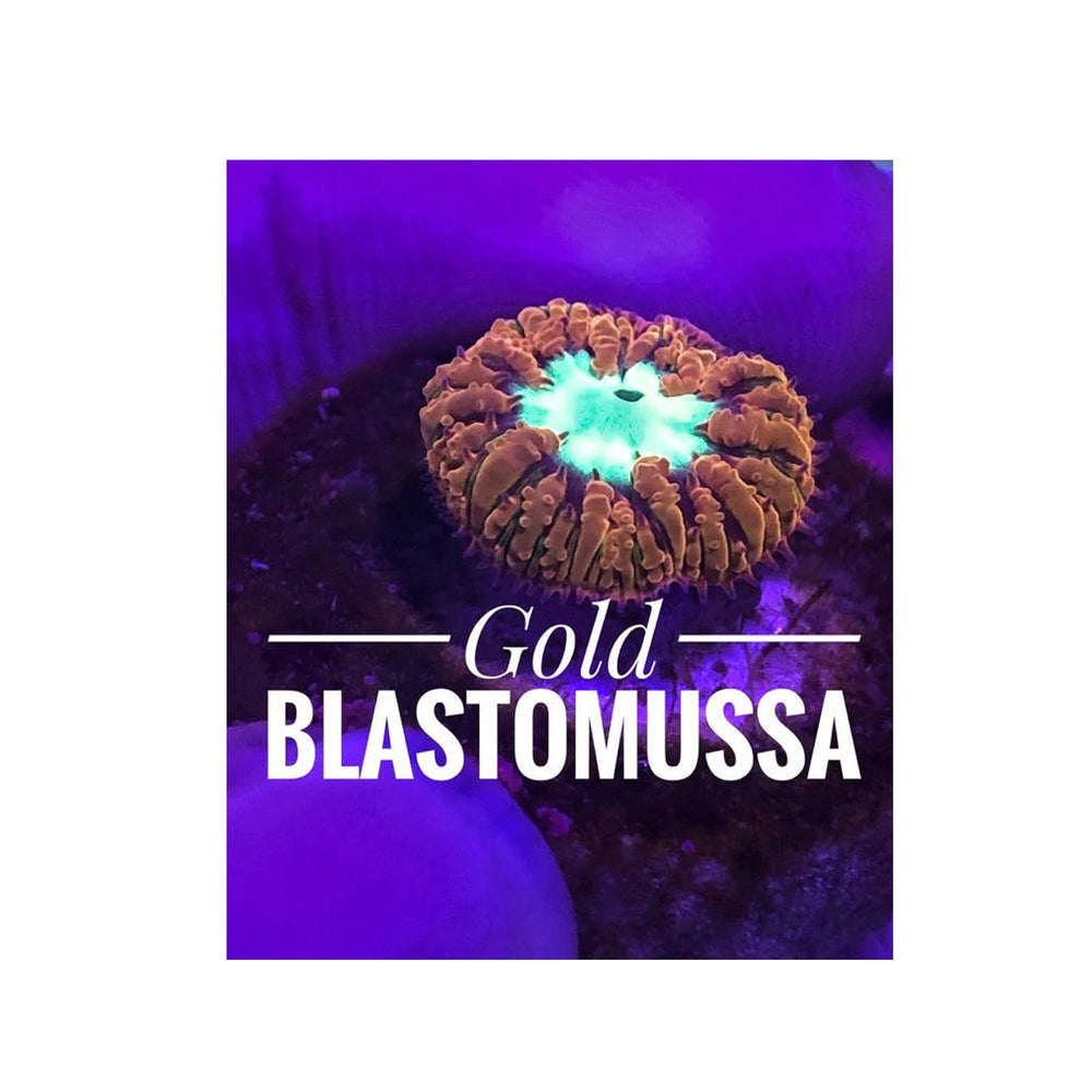 Gold Blastomussa - Australian Coral Frags