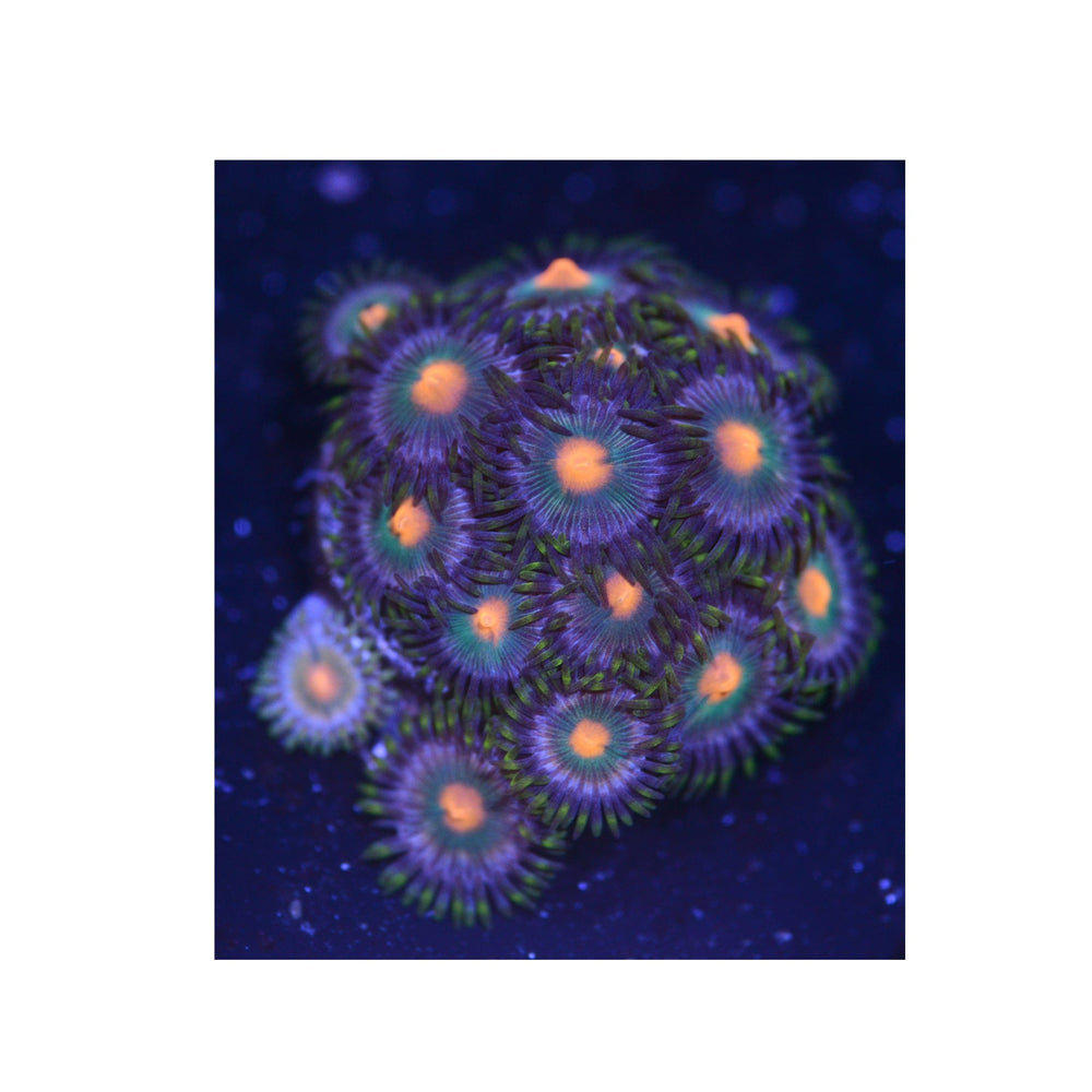 Gorilla Nipple Zoanthids