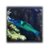 files/bpk-live-stock-green-bird-wrasse-40387905454310.jpg