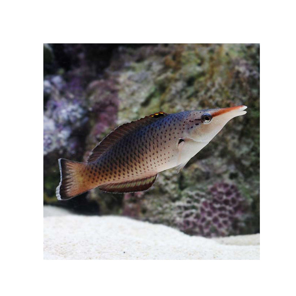 Bird Wrasse - (Gomphosus varius)