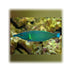 files/bpk-live-stock-green-bird-wrasse-40387905585382.jpg