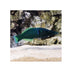 files/bpk-live-stock-green-bird-wrasse-40387905618150.jpg