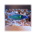 files/bpk-live-stock-green-bird-wrasse-40387905650918.jpg