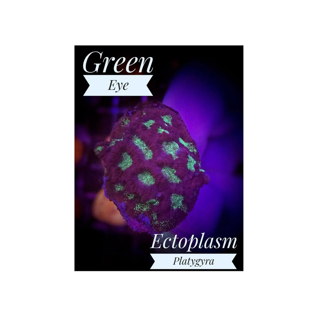Green Eye Ectoplasm Platygyra