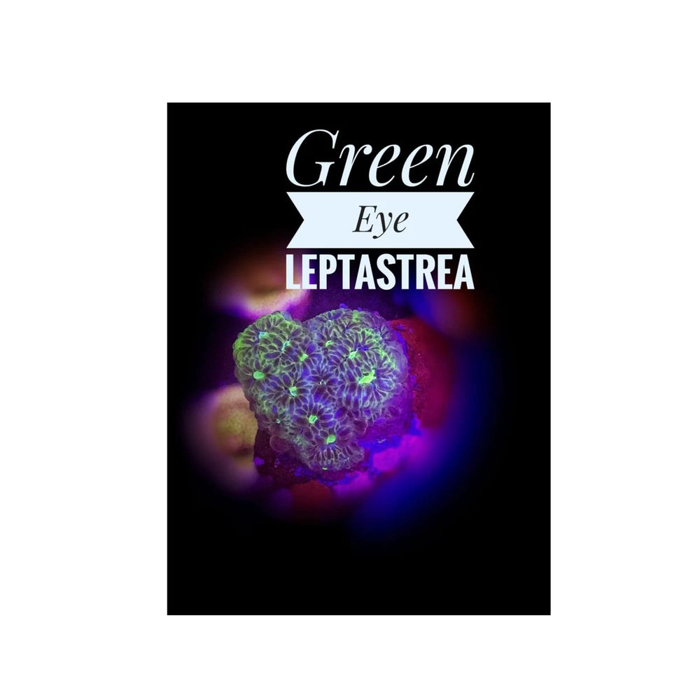 Green Eye Leptastrea
