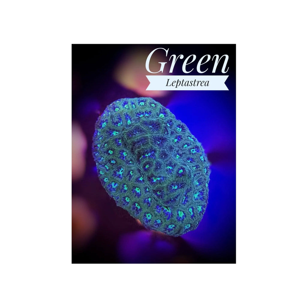 Green Leptastrea