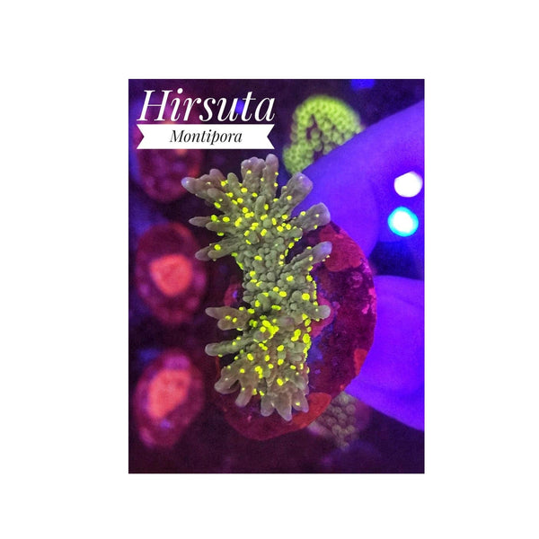 BPK LIVE STOCK Hirsuta Montipotra