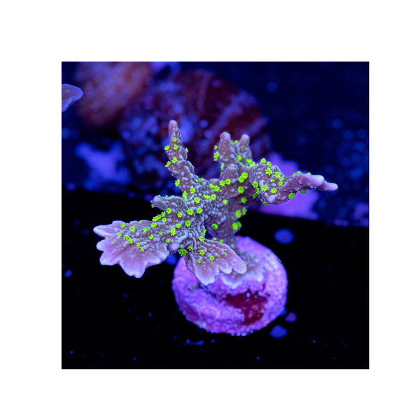 BPK LIVE STOCK Hirsuta Montipotra