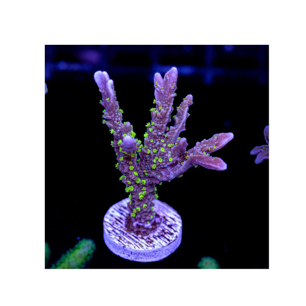 BPK LIVE STOCK Hirsuta Montipotra