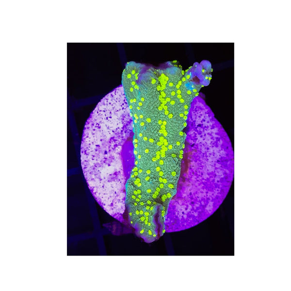 BPK LIVE STOCK Hirsuta Montipotra