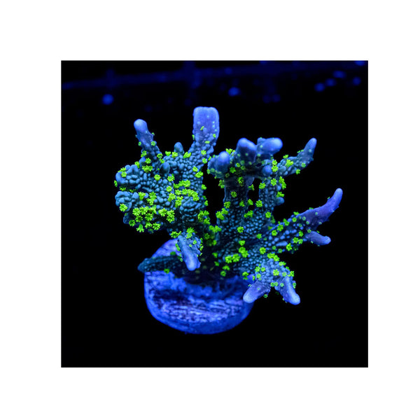 BPK LIVE STOCK Hirsuta Montipotra