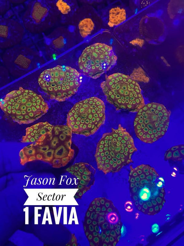 BPK LIVE STOCK Jason Fox sector 1 Favia