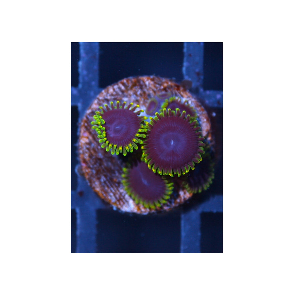 Joker Zoanthids