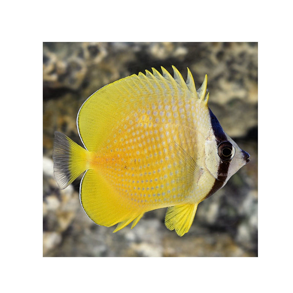 Orange Butterflyfish - (Chaetodon kleini)