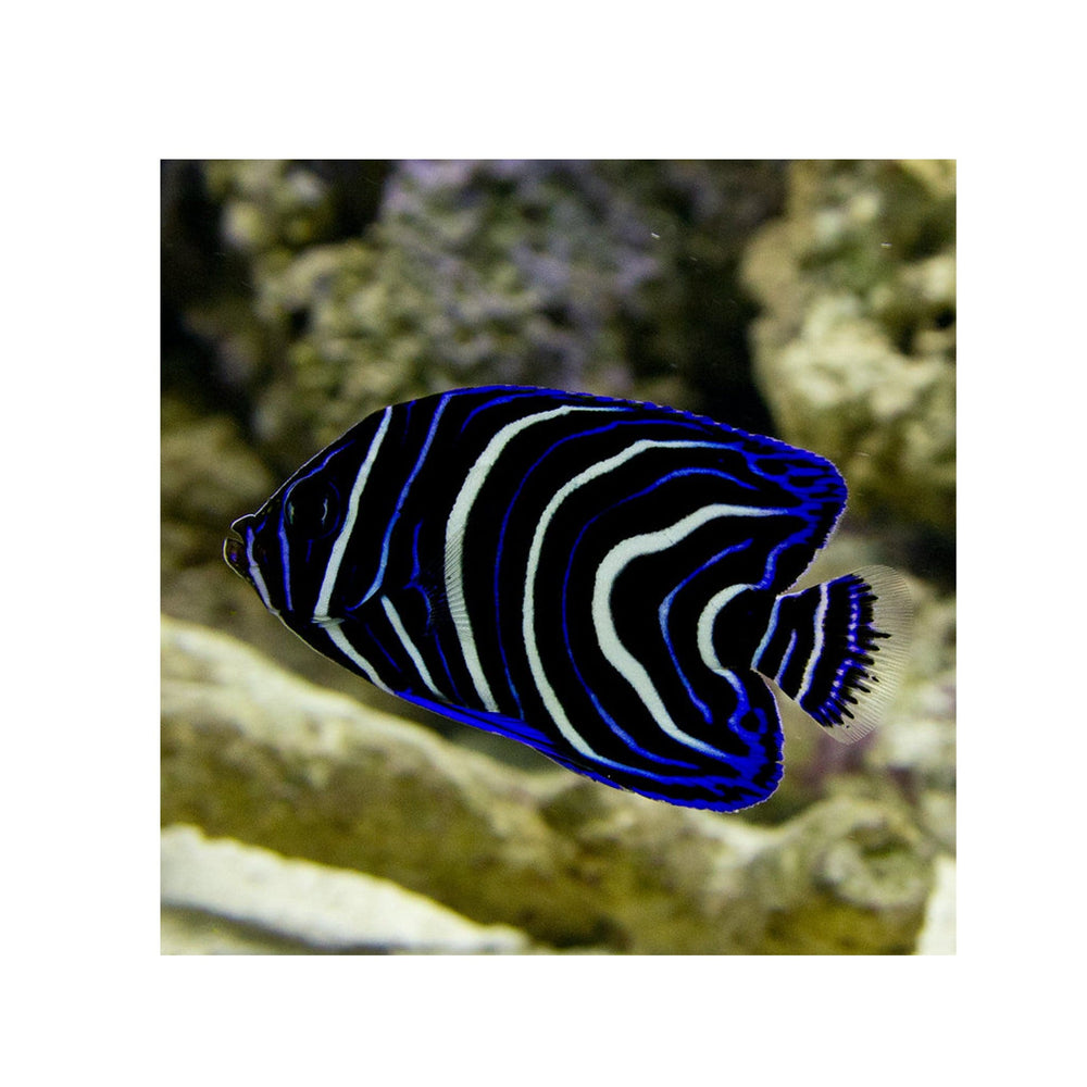 Koran Angelfish - (Pomacanthus semicirculatus)