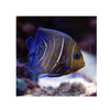 BPK LIVE STOCK Koran Angelfish (Pomacanthus semicirculatus)