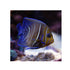 files/bpk-live-stock-koran-angelfish-pomacanthus-semicirculatus-40408511545574.jpg