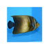 files/bpk-live-stock-koran-angelfish-pomacanthus-semicirculatus-40408511611110.jpg