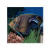 files/bpk-live-stock-koran-angelfish-pomacanthus-semicirculatus-40408511709414.jpg