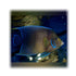 files/bpk-live-stock-koran-angelfish-pomacanthus-semicirculatus-40408513347814.jpg
