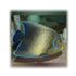 files/bpk-live-stock-koran-angelfish-pomacanthus-semicirculatus-40408513511654.jpg