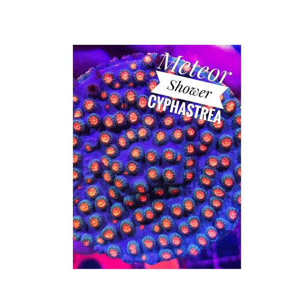 BPK LIVE STOCK Meteor Shower Cyphastrea