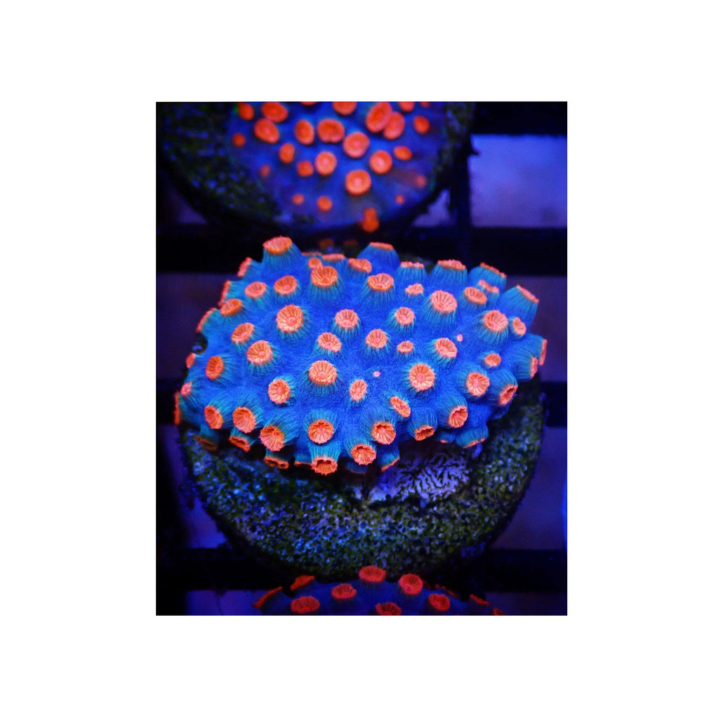 Meteor Shower Cyphastrea (BLUE BASE)