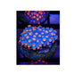 Meteor Shower Cyphastrea (BLUE BASE)