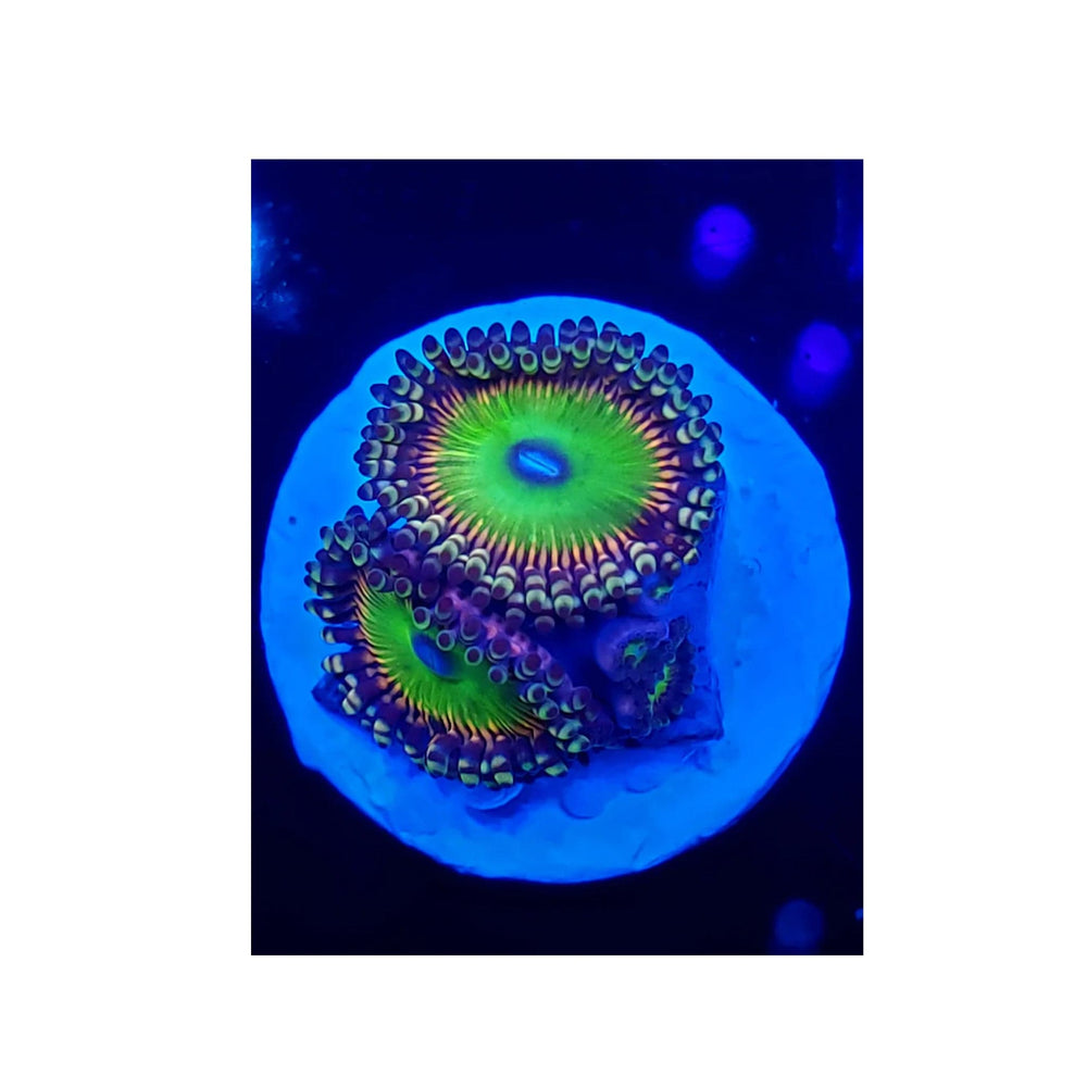Money Shot Zoanthids