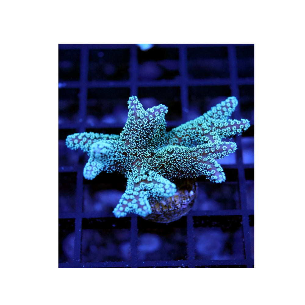 Neon Green Bird's Nest Seriatopora