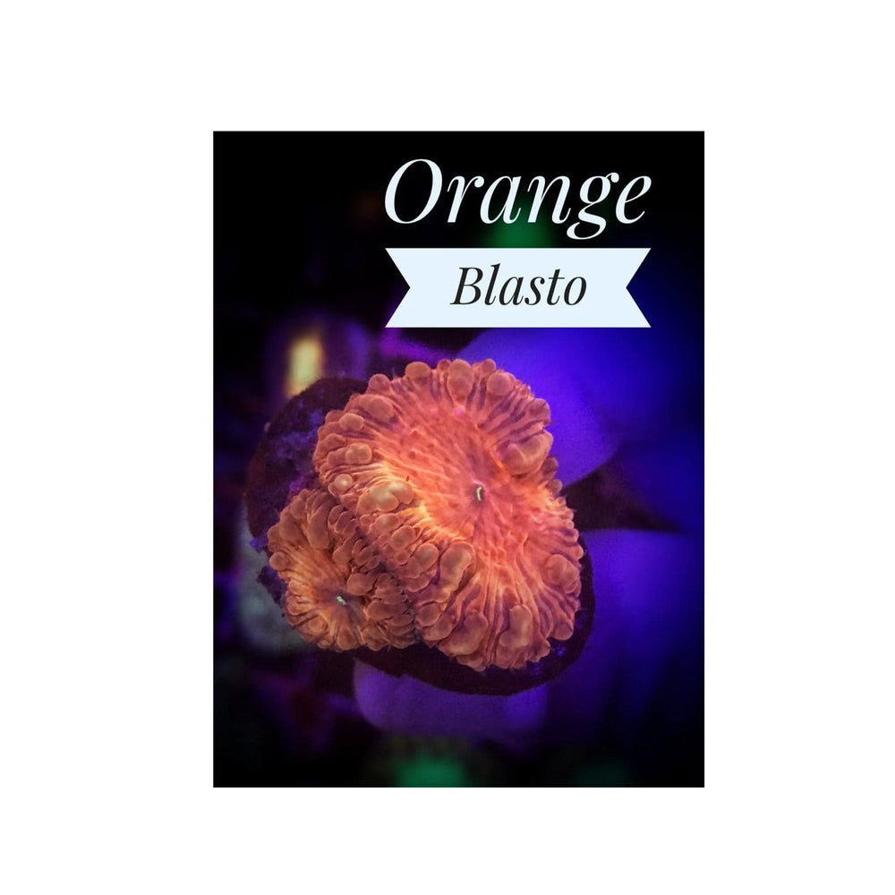 Orange Blastomussa Wellsi
