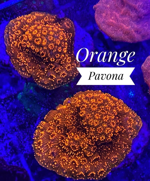 BPK LIVE STOCK Orange Pavona
